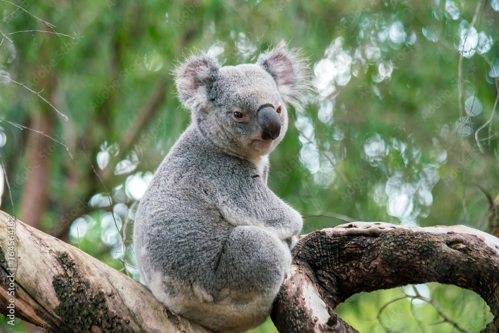 Koala relaxing in a tree in Perth