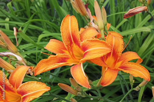 Bright orange lilies