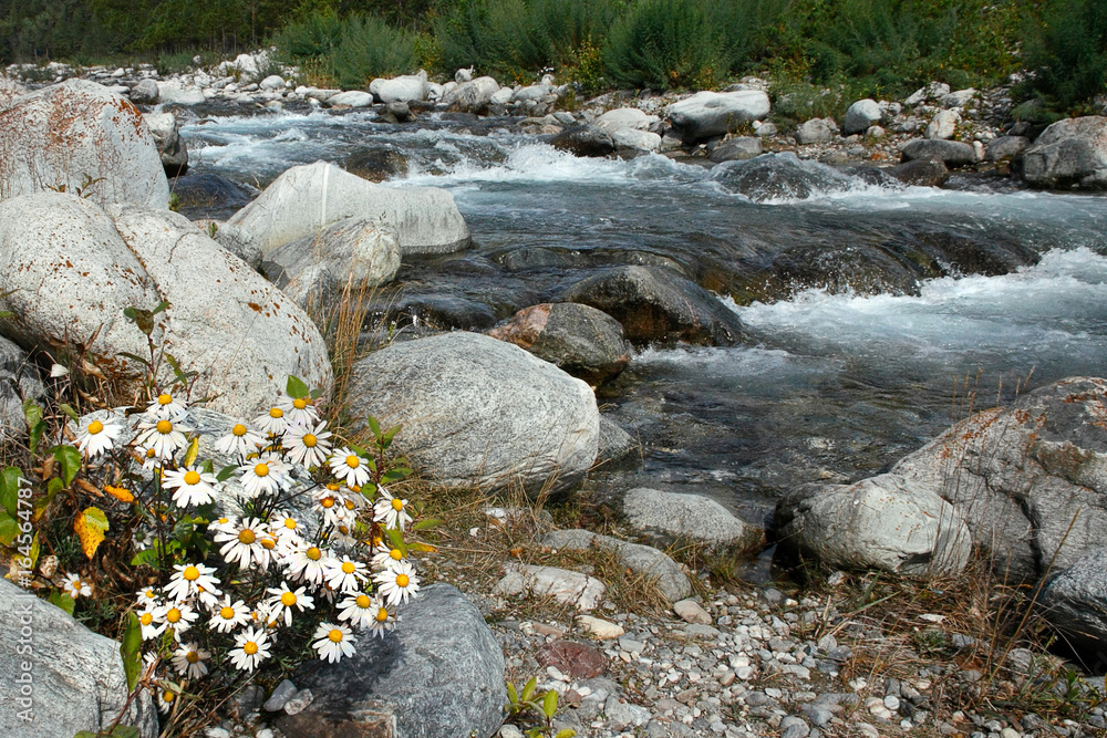 Chamomile flowers near clear mountain river, summer landscape in sunny day, concept of ecologically clean environment Chamomile flowers near clear mountain river, summer landscape in sunny day, concept of ecologically clean environment