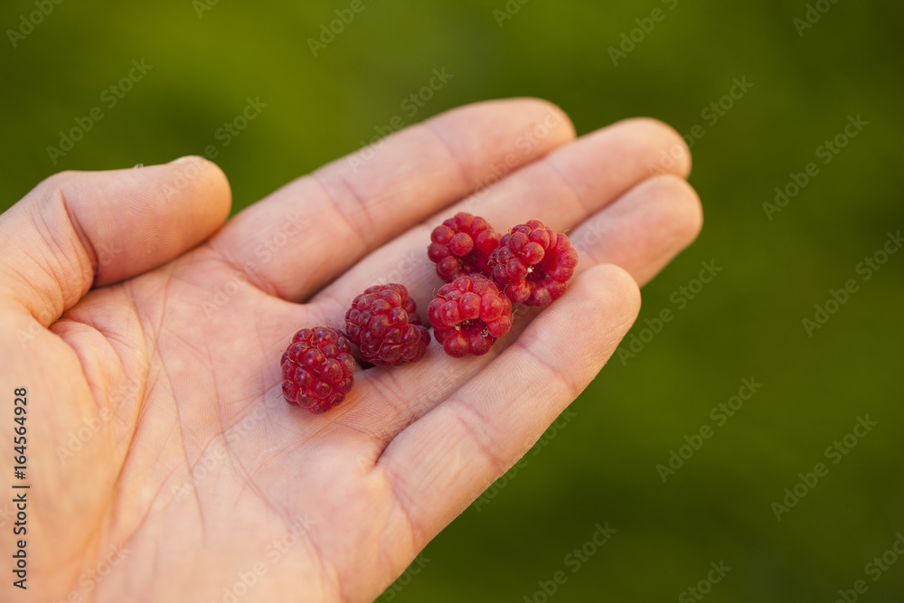 Handful of raspberry on a hand Handful of raspberry on a hand