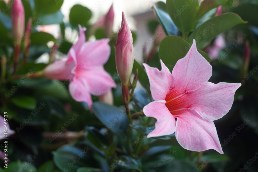 Obraz premium Beauty