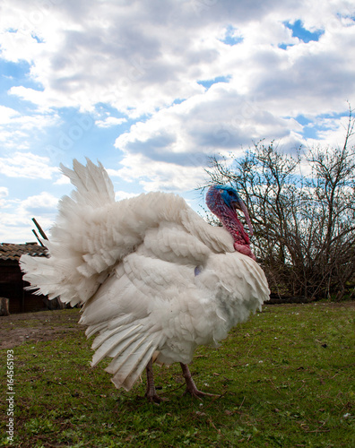 white turkey male or gobbler closeup on the blue sky background