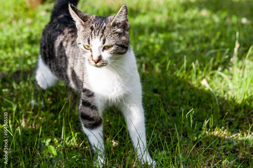 beautiful pet cat standing on the grass