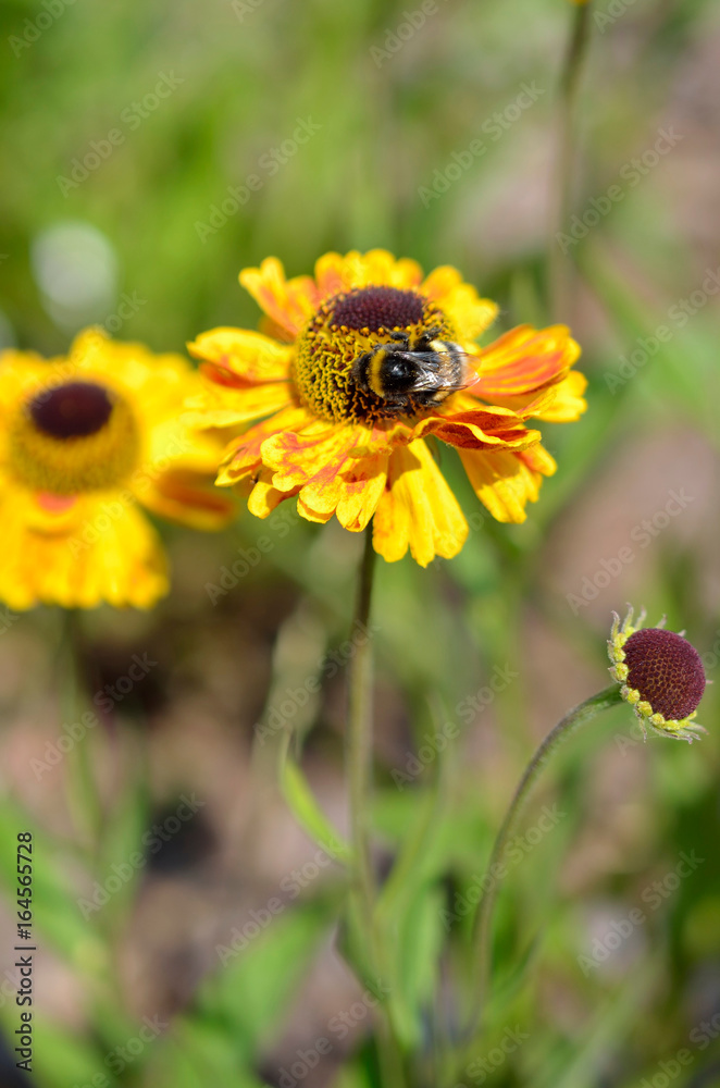 Obraz premium Helenium flower