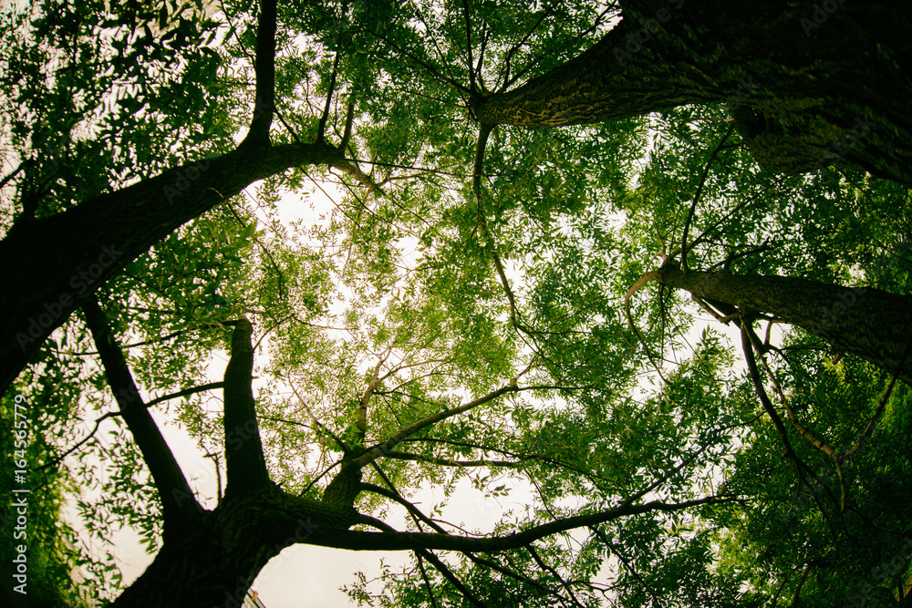Naklejka premium Wide tree