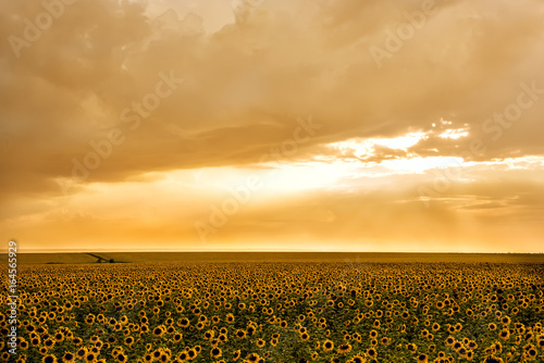 A beautiful endless field with yellow sunflowers in the sunset. Suburban farmhouse landscape at sunset. 