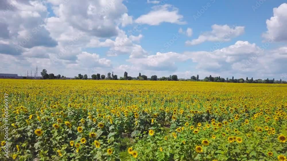 drone video field of blooming sunflowers