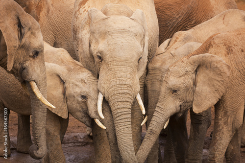 Herd of elephants in Addo Elephant National Park, South Africa