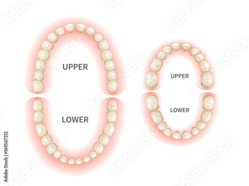 Adult and child teeths, upper and down jaws on white