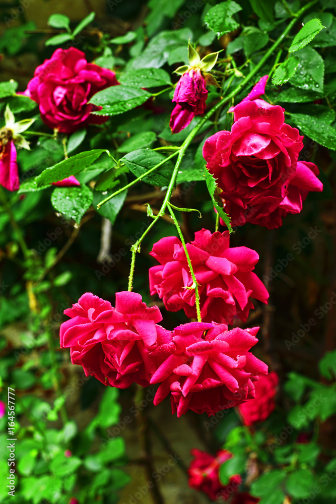 Bulgarian rose bush Bulgarian rose bush