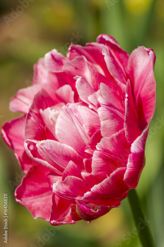 closeup of pink tulip