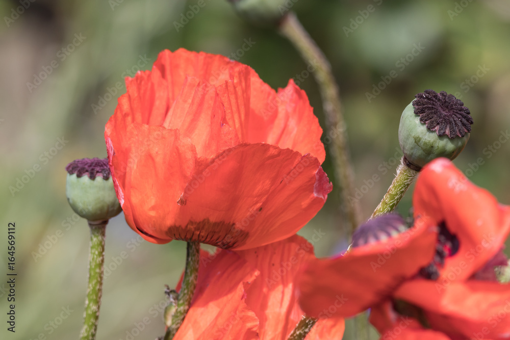 Fototapeta premium Klatschmohn mit Blütenblättern und Samenkapseln