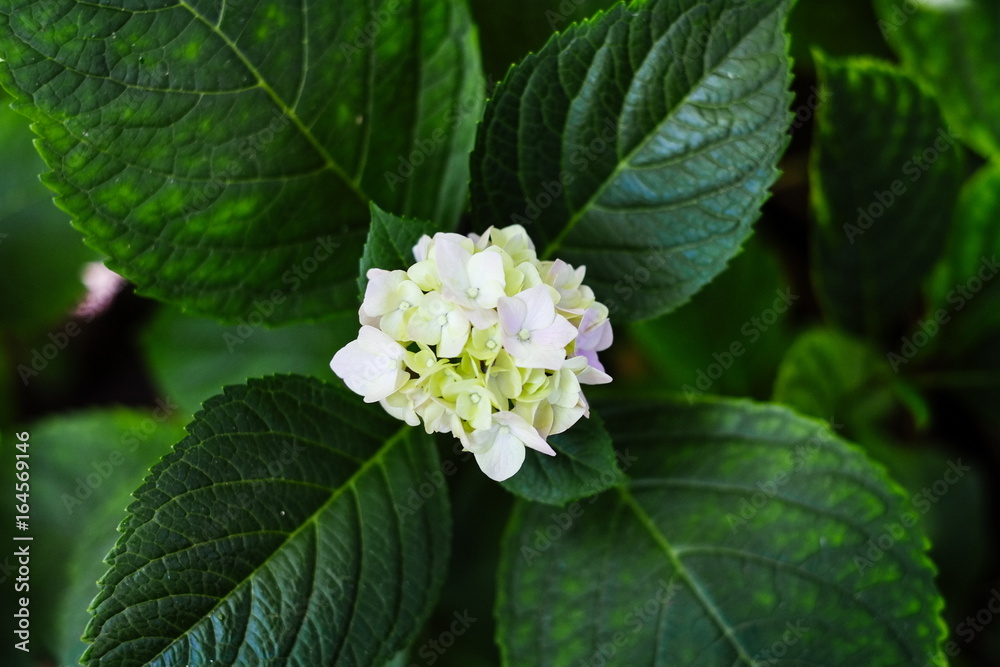 Close up white Hydrangea flower in the garden Close up white Hydrangea flower in the garden
