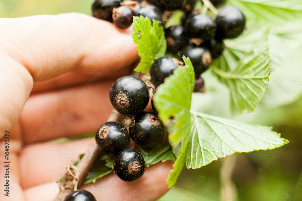 Pluck Blackcurrant fruit on the bush. Harvest of ripe fluffy blackcurrant. Black fruits on a green background. Pluck Blackcurrant fruit on the bush. Harvest of ripe fluffy blackcurrant. Black fruits on a green background.