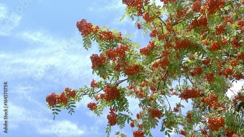 Rowan berries, Mountain ash (Sorbus) tree with ripe berry. Blue sky background. 4k footage