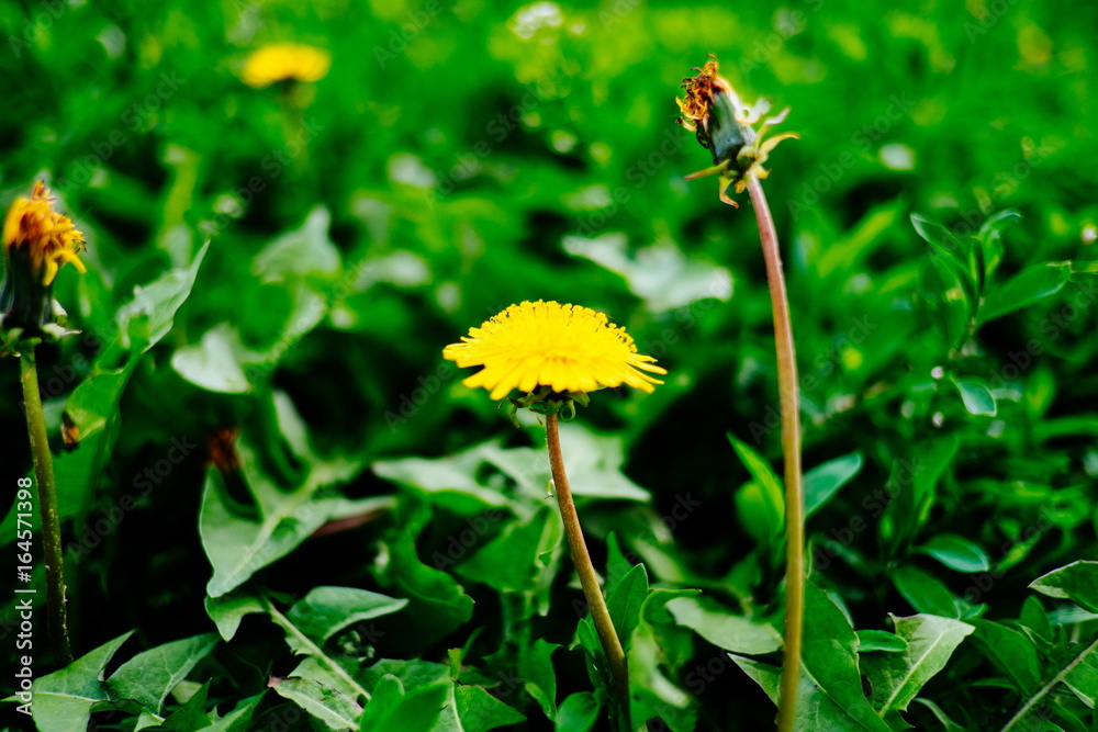 Detail of blooming yellow dandelions on grass at sunrise. Spring green meadow with dandelions. Spring flower Detail of blooming yellow dandelions on grass at sunrise. Spring green meadow with dandelions. Spring flower