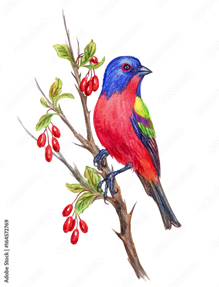 Obraz premium Colorful bunting bird on a branch of a barberry, watercolor drawing on a white background with a clipping path.