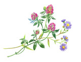 Bouquet with clover and wild asters, watercolor drawing on a white background with clipping path.