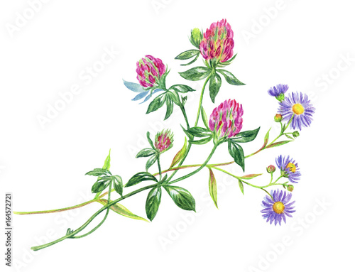 Bouquet with clover and wild asters, watercolor drawing on a white background with clipping path.