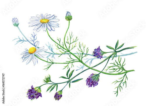 Bouquet with daisies and alfalfa, watercolor drawing on a white background with clipping path.