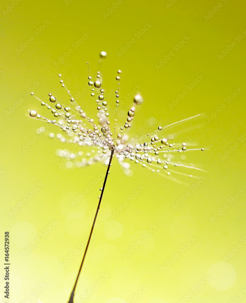 Obraz premium Dandelion seed macro with drops of dew water sparkles in the sunlight on a light green background. Awesome airy beautiful delightful abstract image of the beauty of nature.
