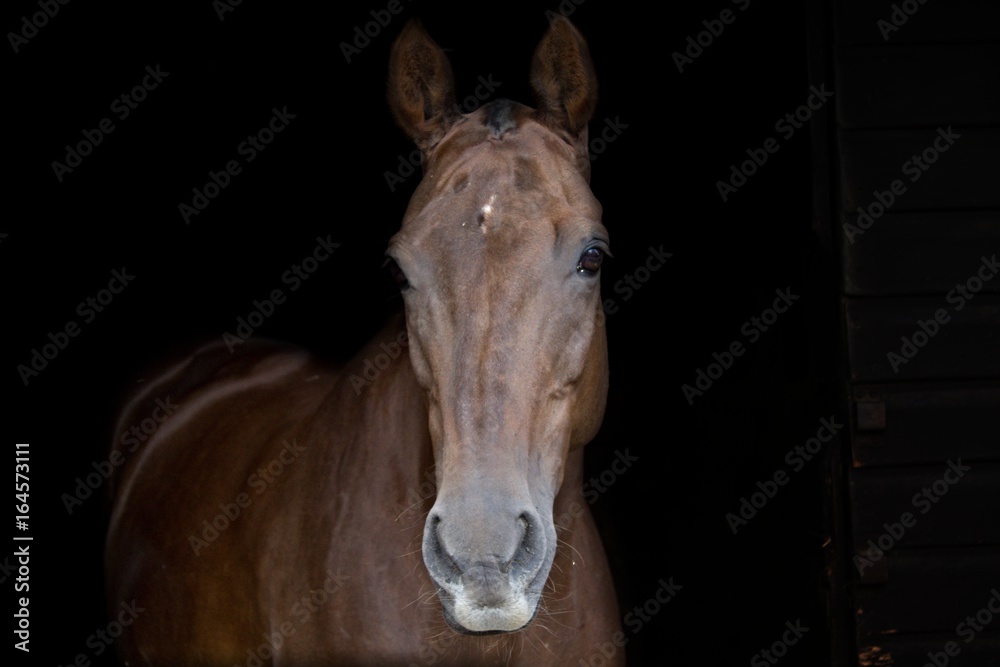 Fototapeta premium Horse with black background