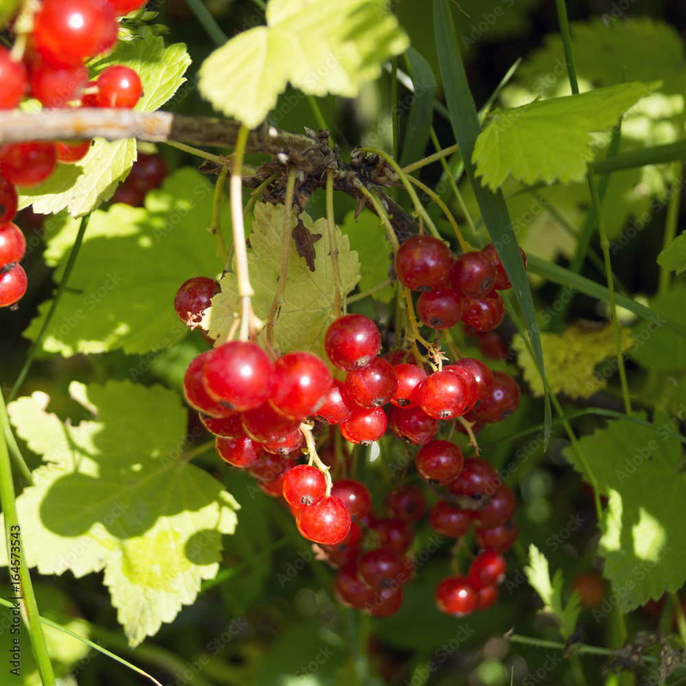 Bush of red currants in the garden.