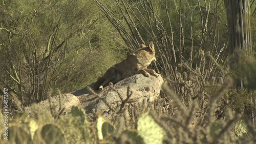 Coyotes Walking Around The Desert 11