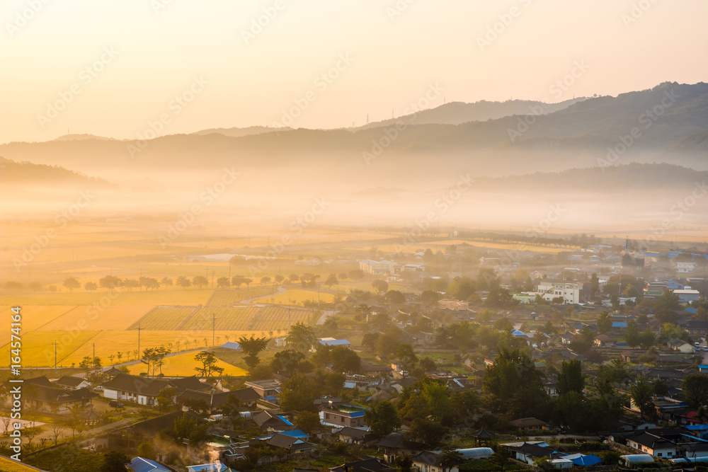 Morning fog landscape of rural countryside where rice is ripe yellow.