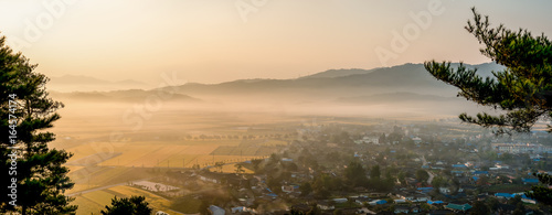 Morning fog landscape of rural countryside where rice is ripe yellow. panorama © SiHo