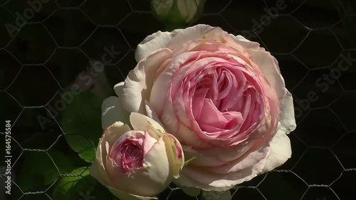 Eine offene und eine geschlossene creme- und rosafarbene Blüte der Rose 