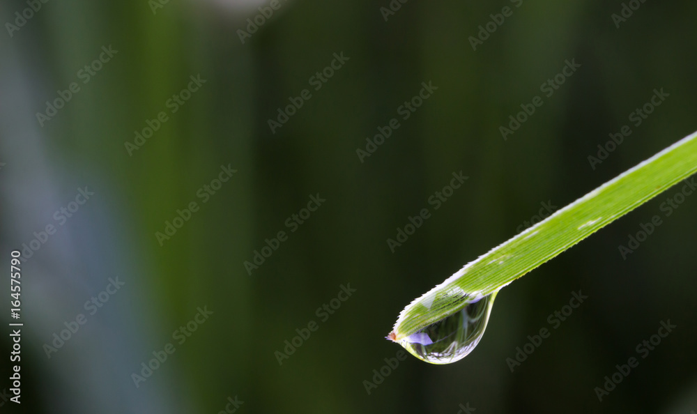 Close up drops on the green grass Close up drops on the green grass