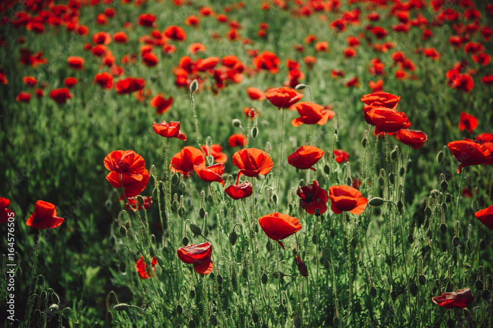 field of red poppy seed flower background