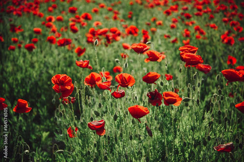 field of red poppy seed flower background