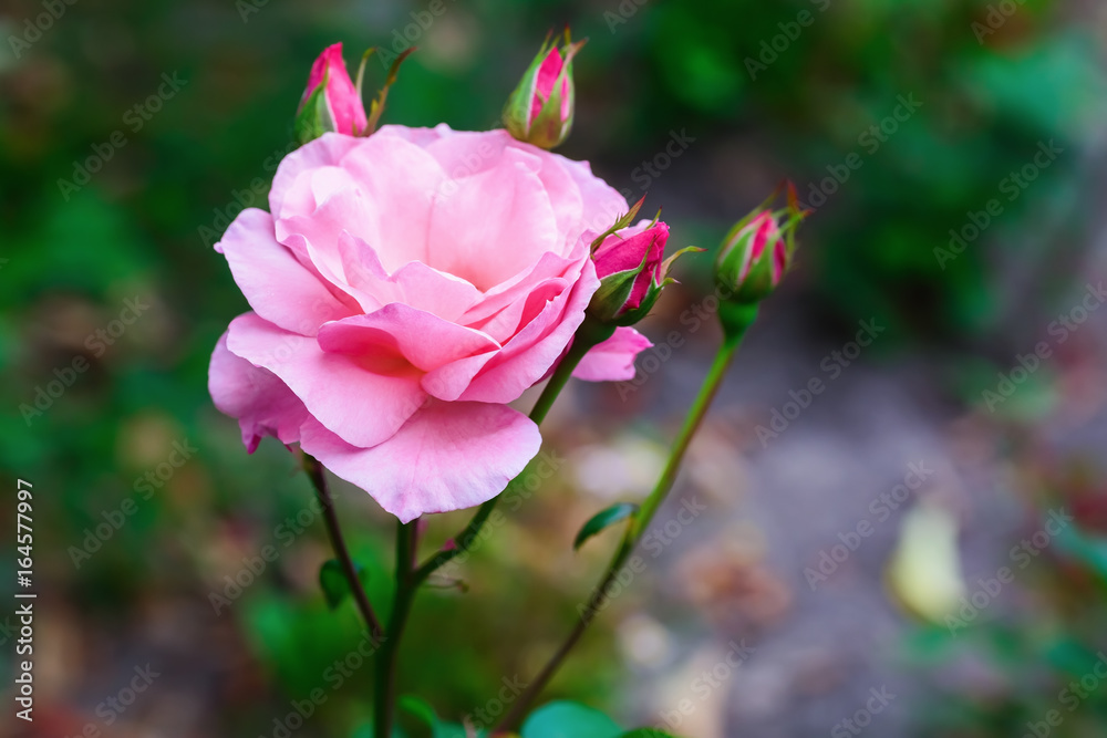 Beautiful pink rose flower in a garden. Shallow depth of field. Selective focus.