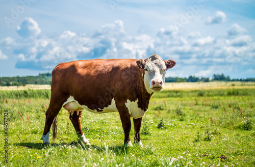Cow in grass field 2