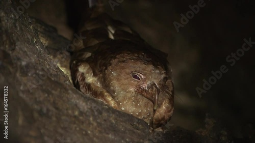 Single oilbird sleeping,  being highlighted by light source