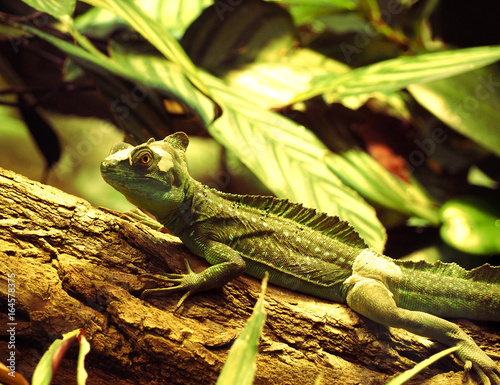 Large green iguana in a terrarium photo