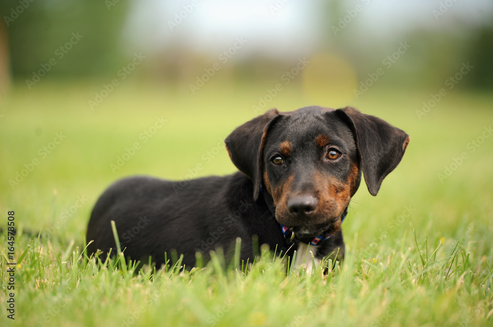 Black and brown puppy