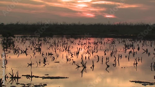 Flock of Flamingos Swimming And Feeding 4