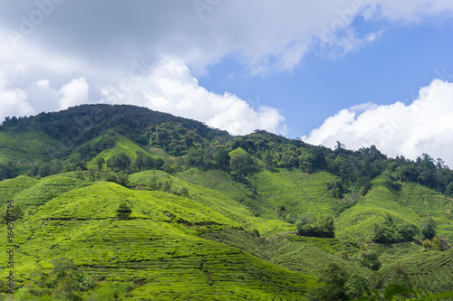Beautiful scenery of tea plantation at Cameron Highlands  Pahang  Malaysia