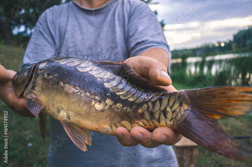 Fototapeta Naklejka Na Ścianę i Meble -  The fisherman is holding a catch - a large carp.