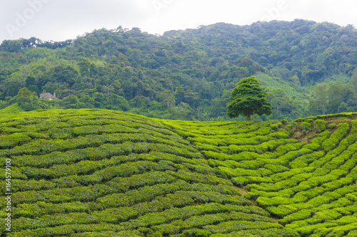 Tea plantation in noon