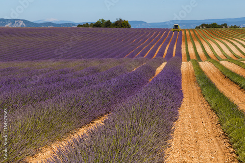 lavender fileds, valensole, france, provence, lavender flowers