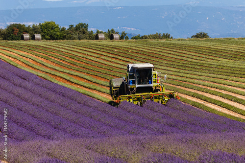 lavender harvest, provence, france, lavender fields, harvester in valensole