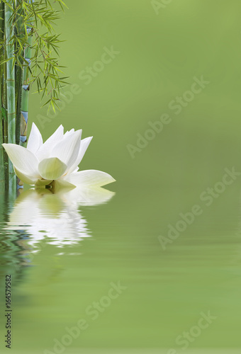 composition zen aquatique, bambou et fleur de lotus 