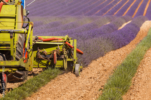 lavender harvest, provence, lavender fields, harvester and tractors