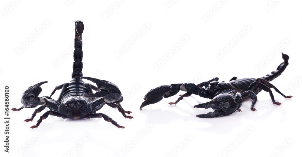 Giant Asian black scorpion isolated on white Stock Photo | Adobe Stock