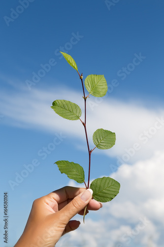 Branch with green leaves on the sky background