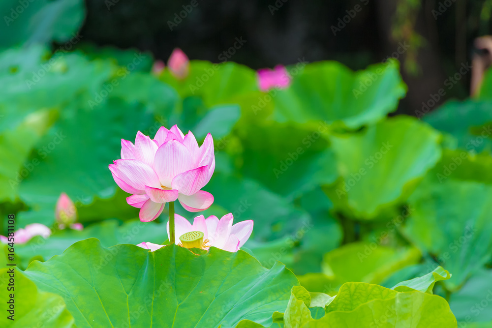 The Lotus Flower.Background is the lotus leaf and lotus flower.Shooting location is Yokohama, Kanagawa Prefecture Japan. The Lotus Flower.Background is the lotus leaf and lotus flower.Shooting location is Yokohama, Kanagawa Prefecture Japan.